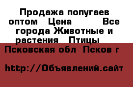 Продажа попугаев оптом › Цена ­ 500 - Все города Животные и растения » Птицы   . Псковская обл.,Псков г.